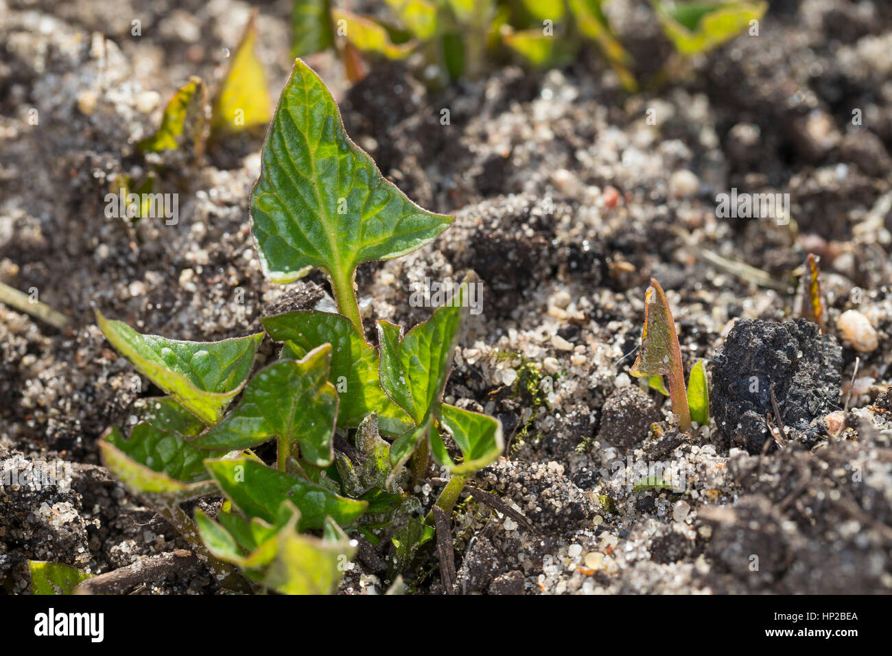 Wilder Mehl-Salat, Junge, Zarte Blätter Im Frühjahr, Blitum Bonus-Henricus, Guter Heinrich, Chenopodium Bonus-Henricus, guter Heinrich, gut-König-Hen Stockfoto