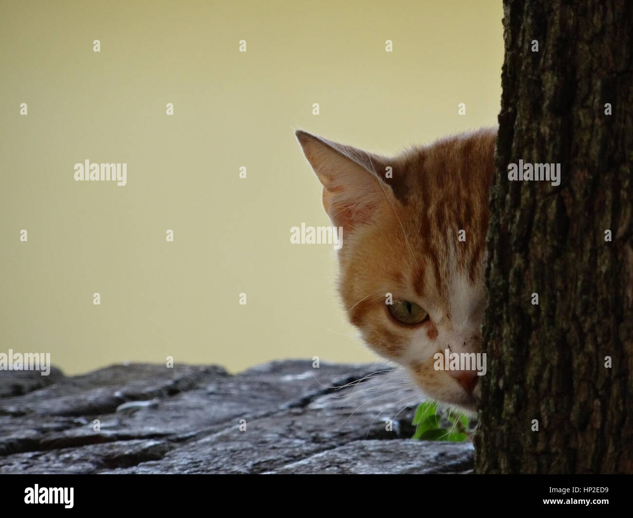 Kätzchen spähen aus hinter einem Baumstamm Stockfoto