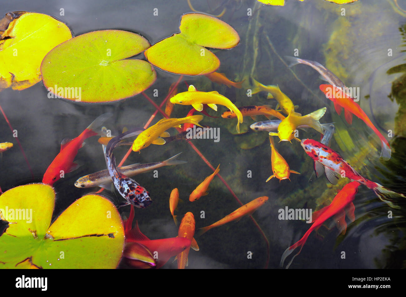 Exotische Fische in einem Garten Fischteich mit Equatic Pflanzen und Seerosen Stockfoto
