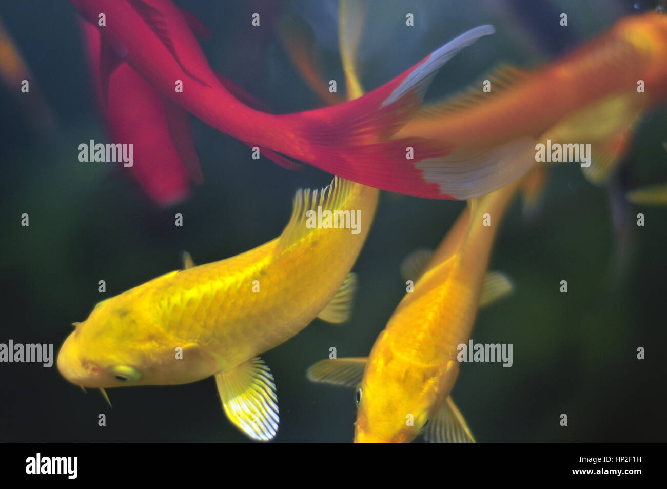 Bunte exotische Fische in einem Teich Garten Zierfische Stockfoto