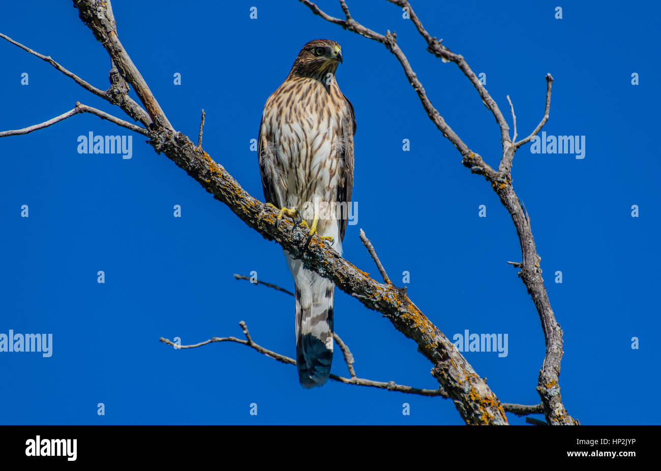 Ein Jugendlicher Cooper's hawk thront auf einem Zweig Stockfoto