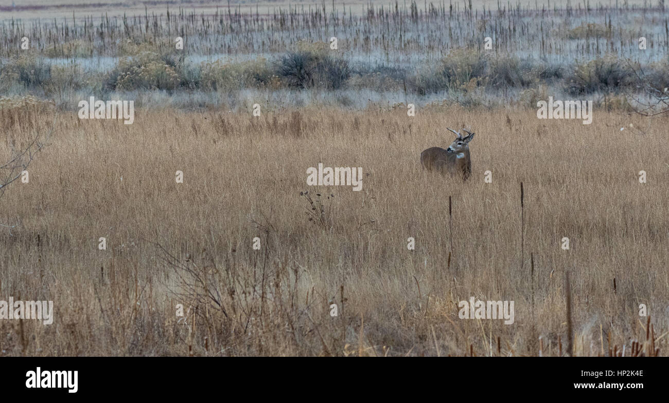 Ein Weißwedelhirsche Buck allein in einem Feld Stockfoto