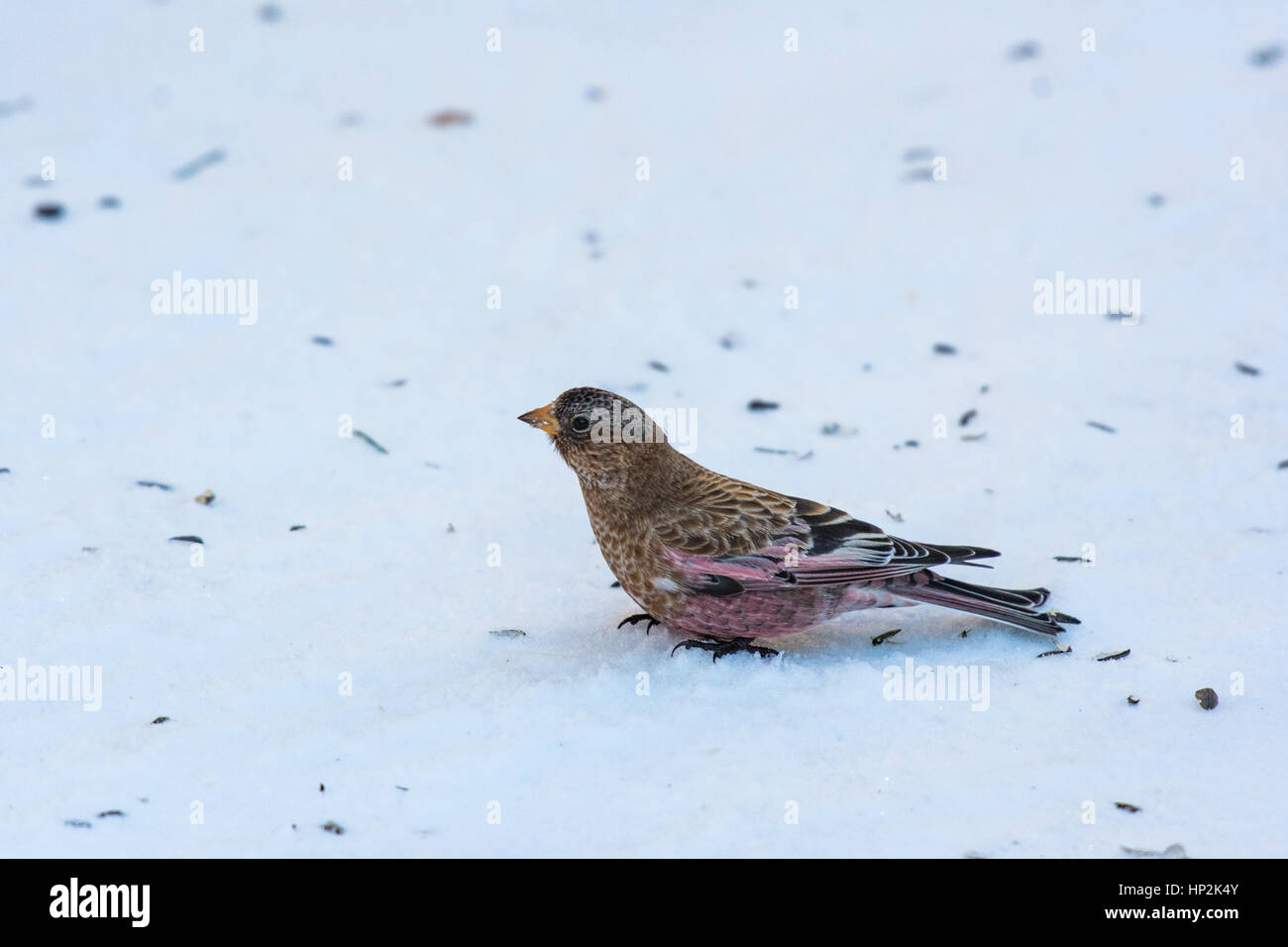Ein ziemlich Grau - gekrönte Rosy-Finch Nahrungssuche für Saatgut im Schnee Stockfoto