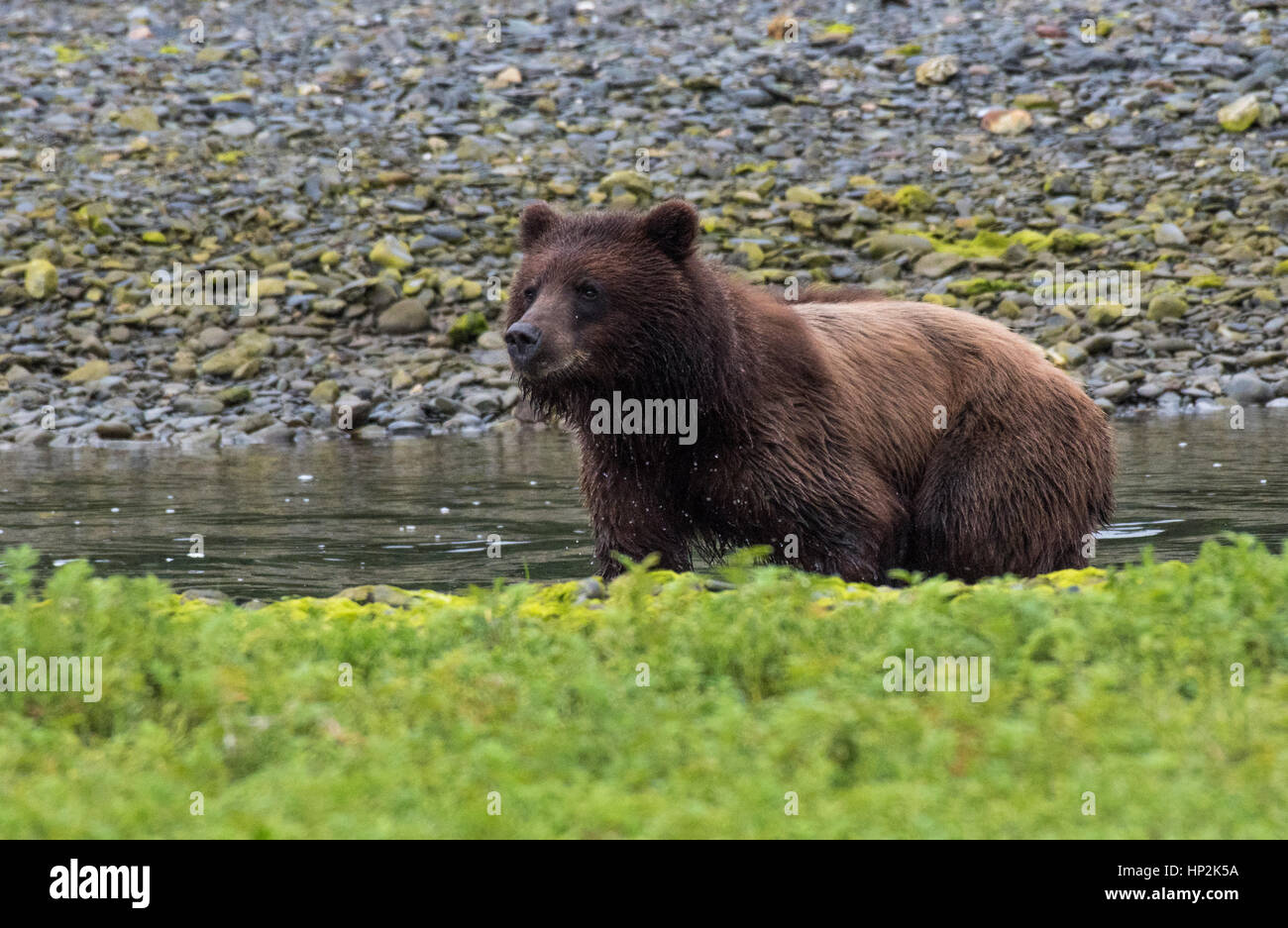 Alaska Brown Bear auf der Küstenlinie von Admiralty Island Stockfoto