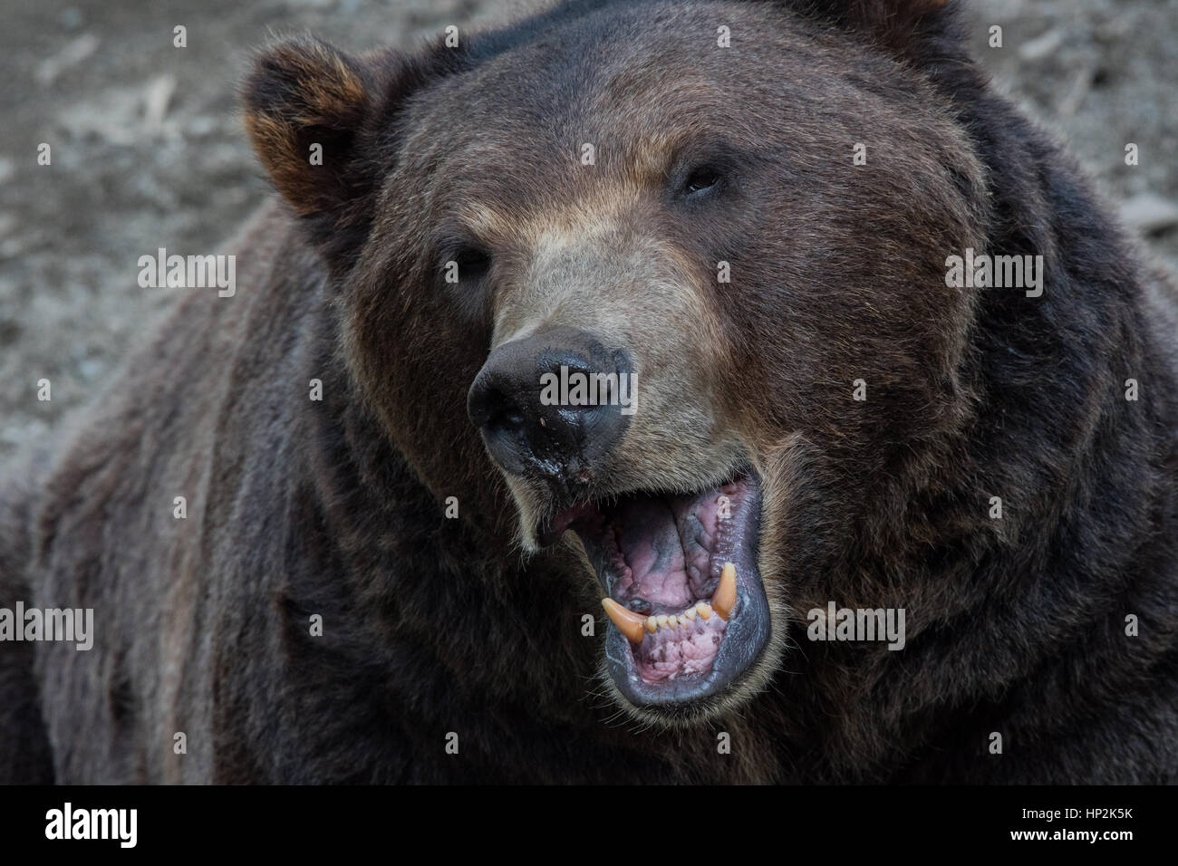 Alaskan Brown bear Brüllen Stockfoto