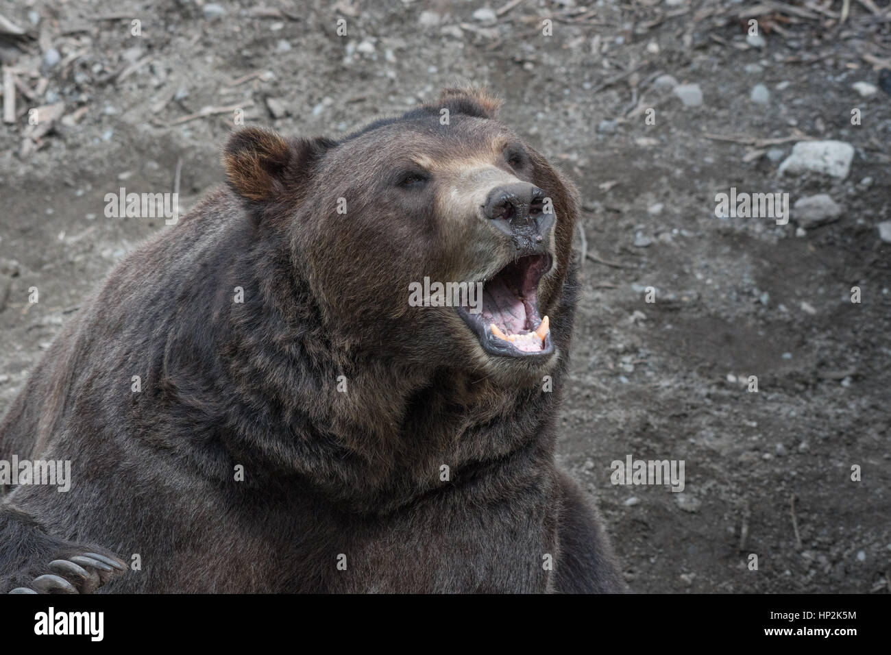 Alaskan Braunbär Stockfoto