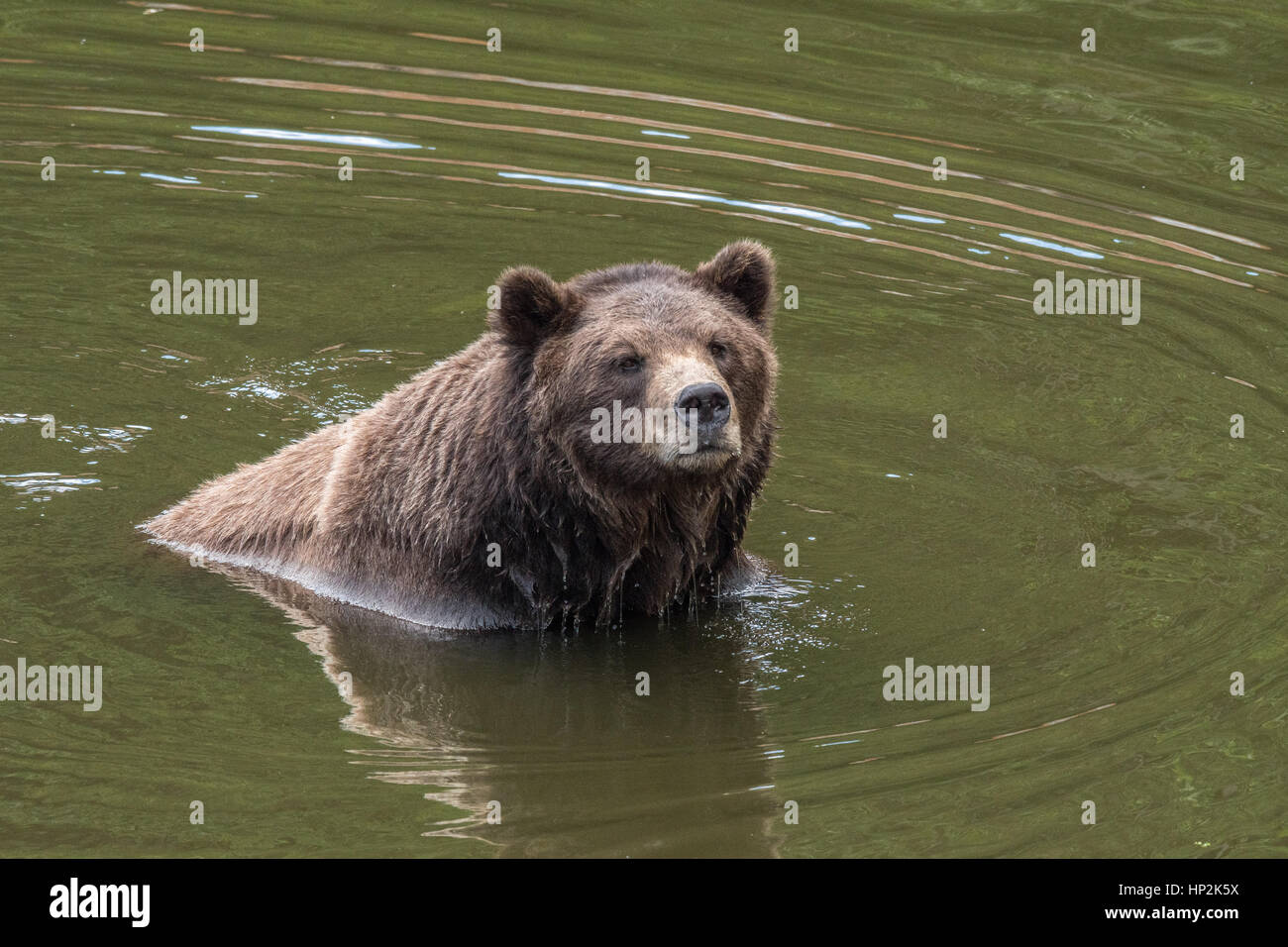 Alaskan Braunbär Stockfoto