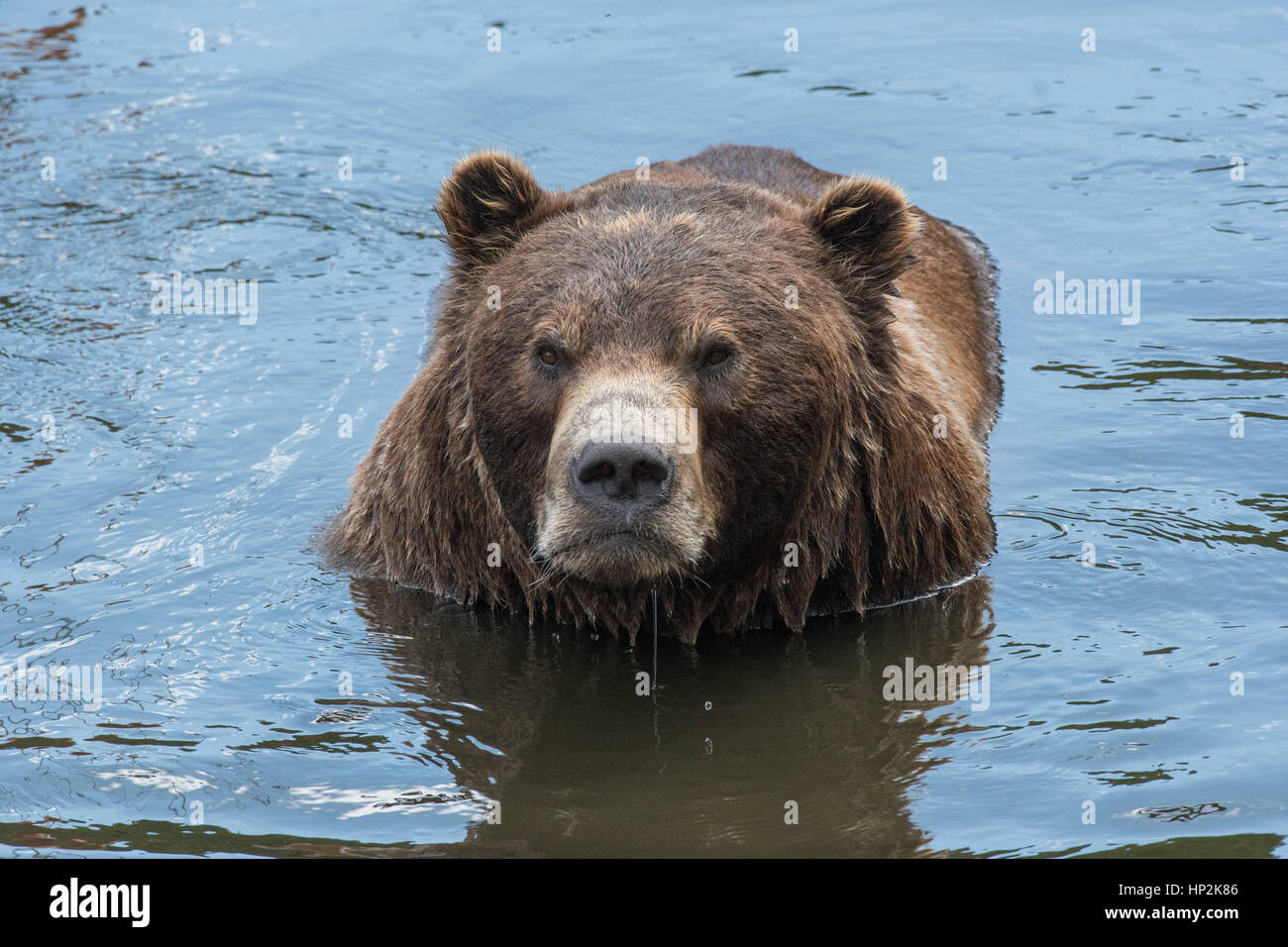 Alaskan Braunbär Stockfoto