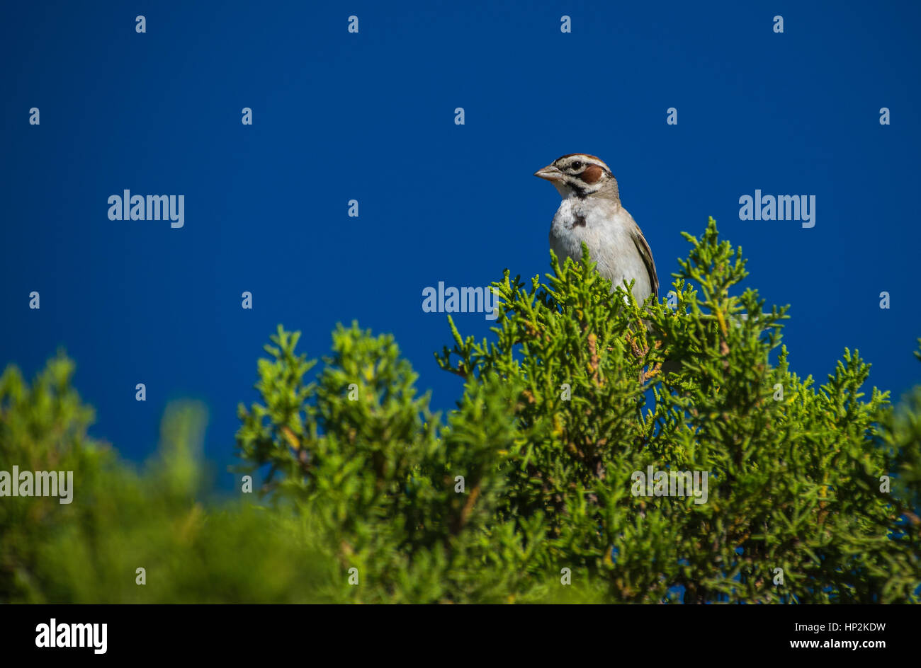 Eine hübsche Lerche Sparrow thront auf einer Baumkrone. Stockfoto