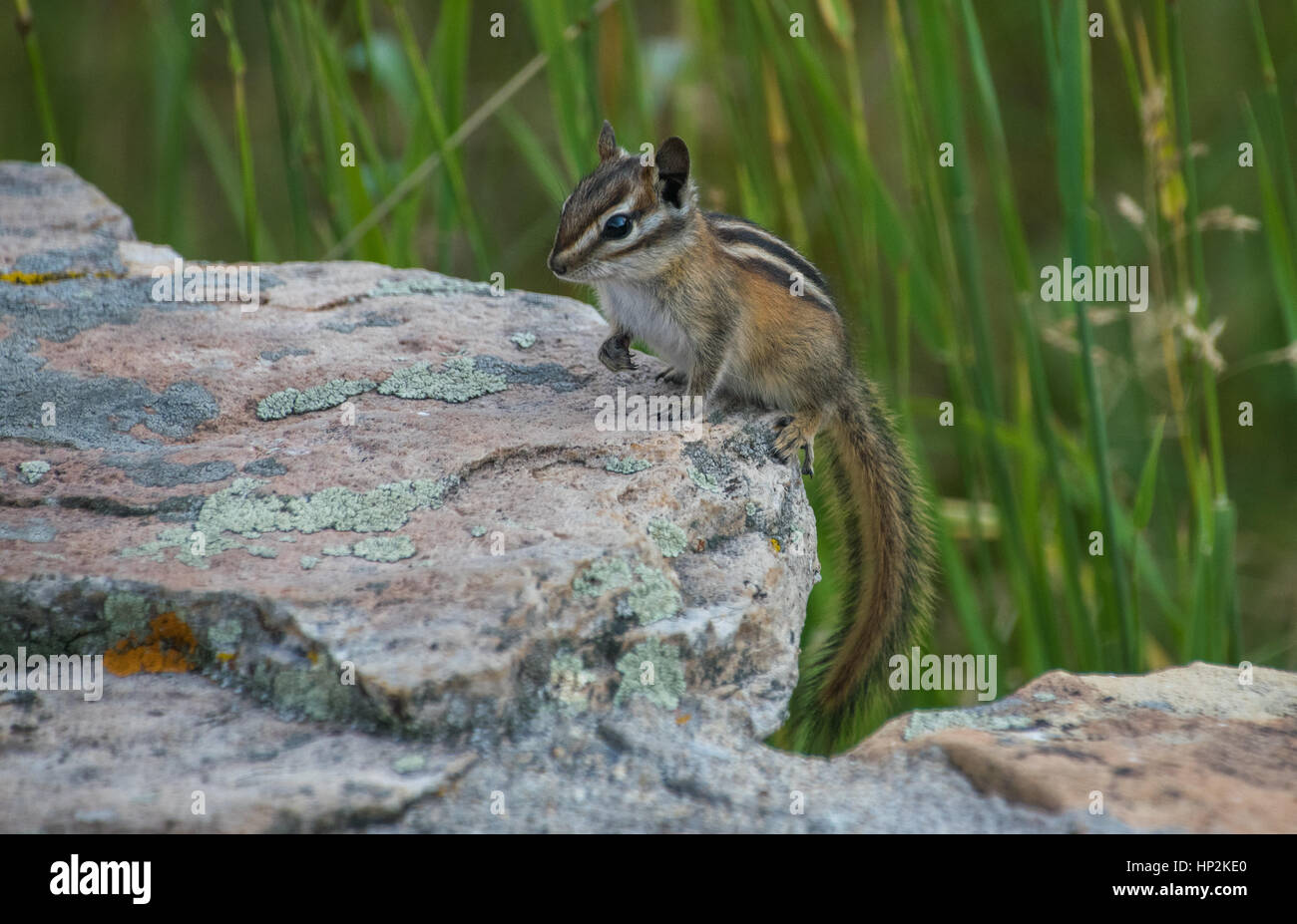 Eine entzückende Mindestens Chipmunk thront auf einem Felsen in Colorado Stockfoto