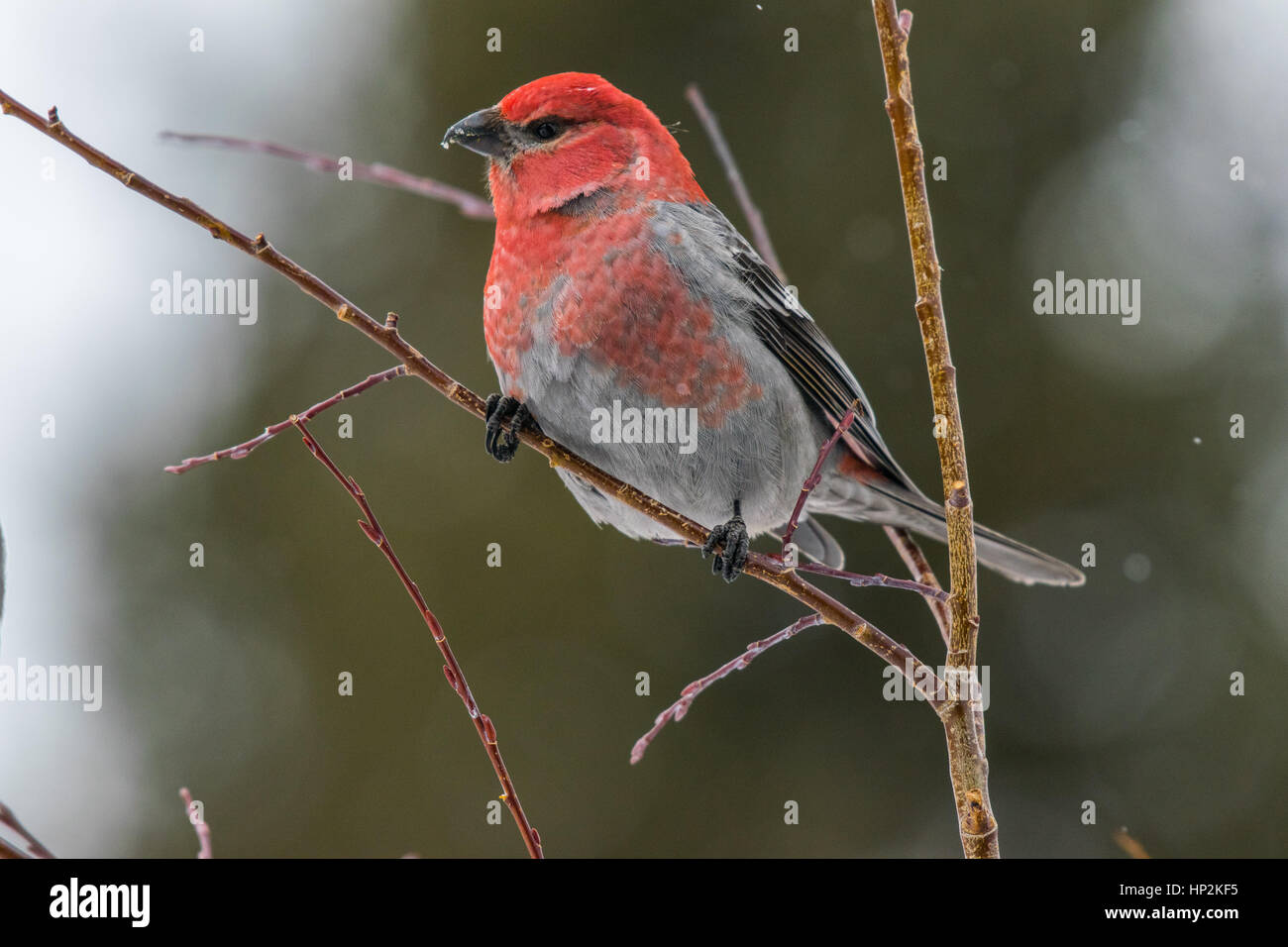 Einen schönen männlichen Pine Grosbeak thront auf einem Zweig im Winter Stockfoto