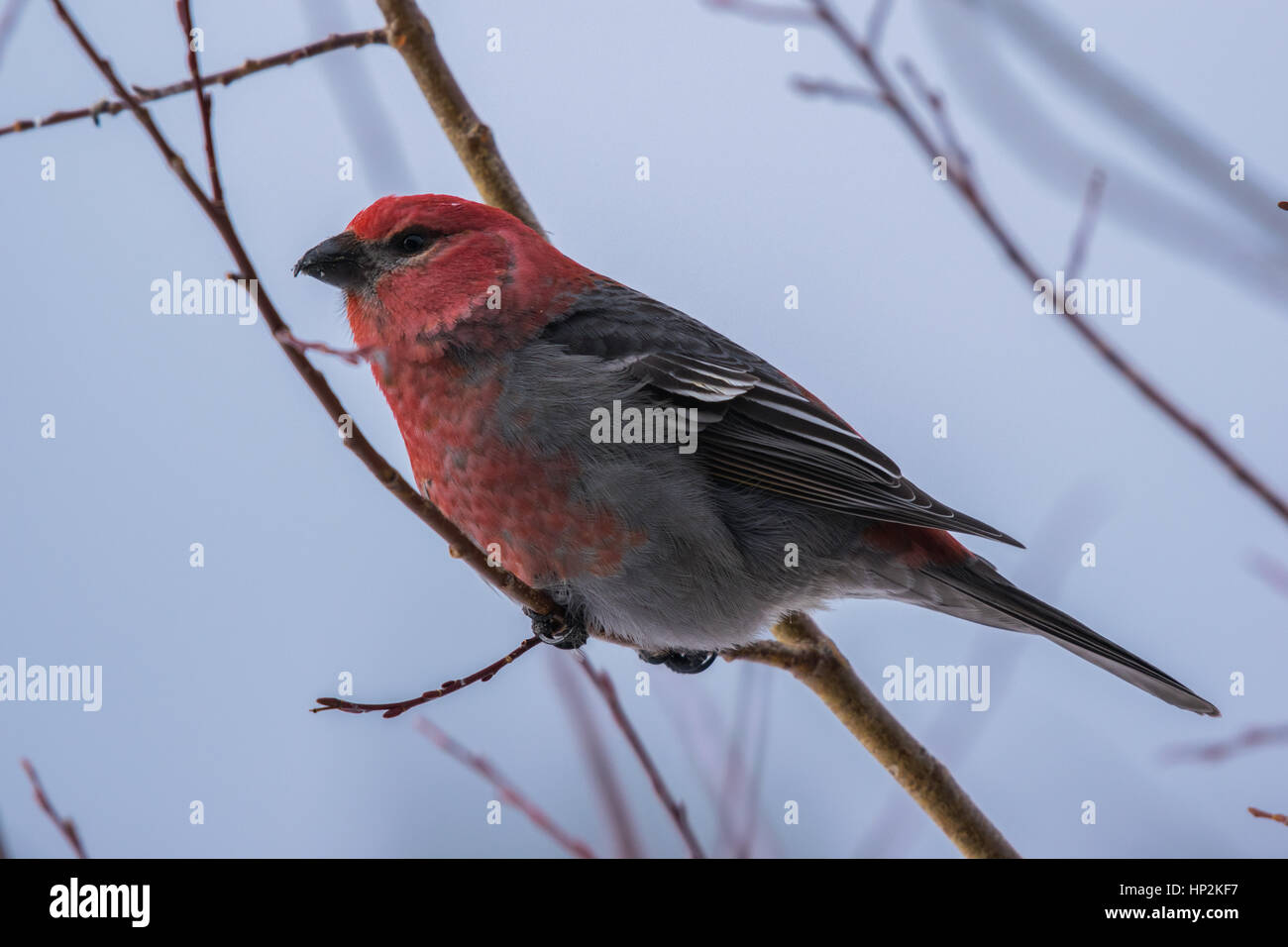 Einen schönen männlichen Pine Grosbeak thront auf einem Zweig im Winter Stockfoto