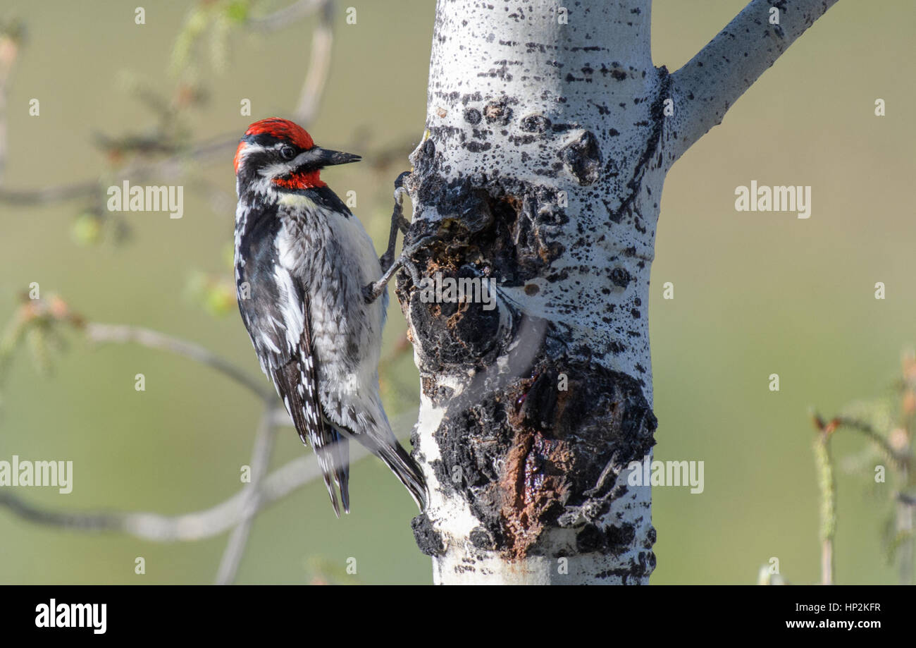Auffällig Rot-naped Sapsucker auf der Suche nach Nahrung in den Aspen Bäume Stockfoto