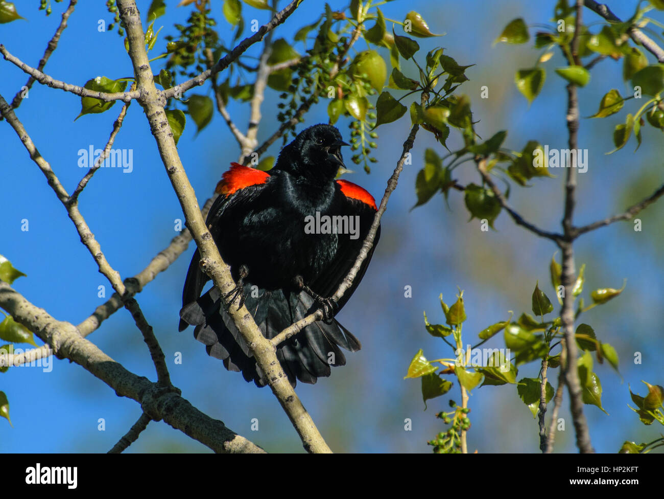Ein männlicher Red-winged blackbird Aufruf für Mate Stockfoto