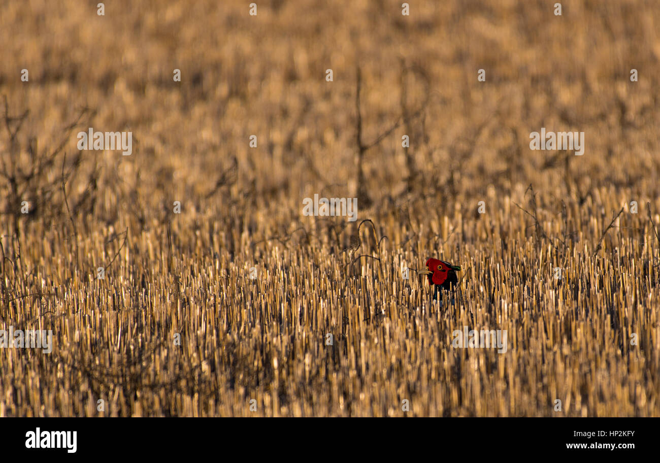 Ring-necked Pheasant in einem Meer von Gras Stockfoto