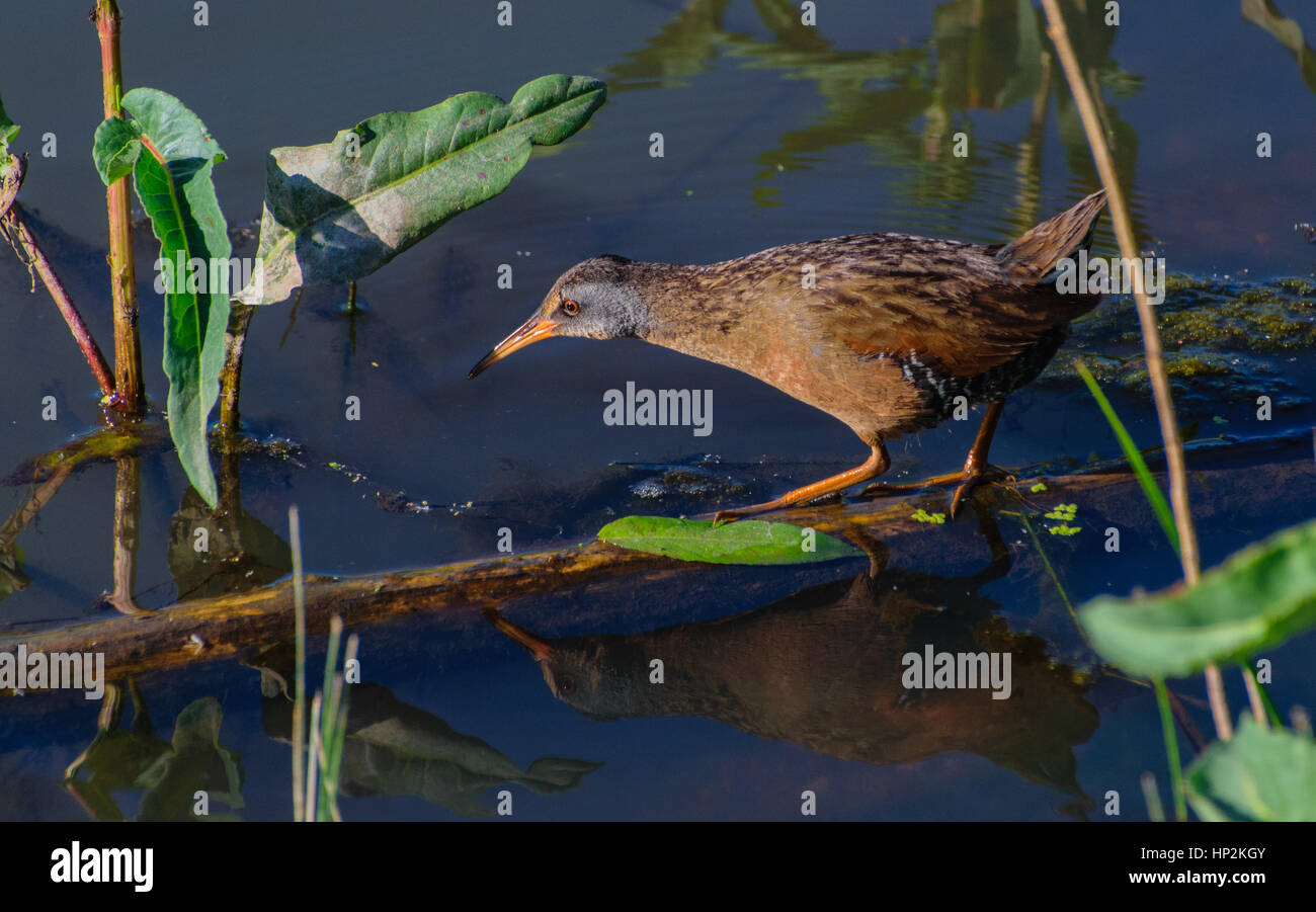 Ein Virginia Rail auf der Suche nach Nahrung in einem Sumpf Stockfoto
