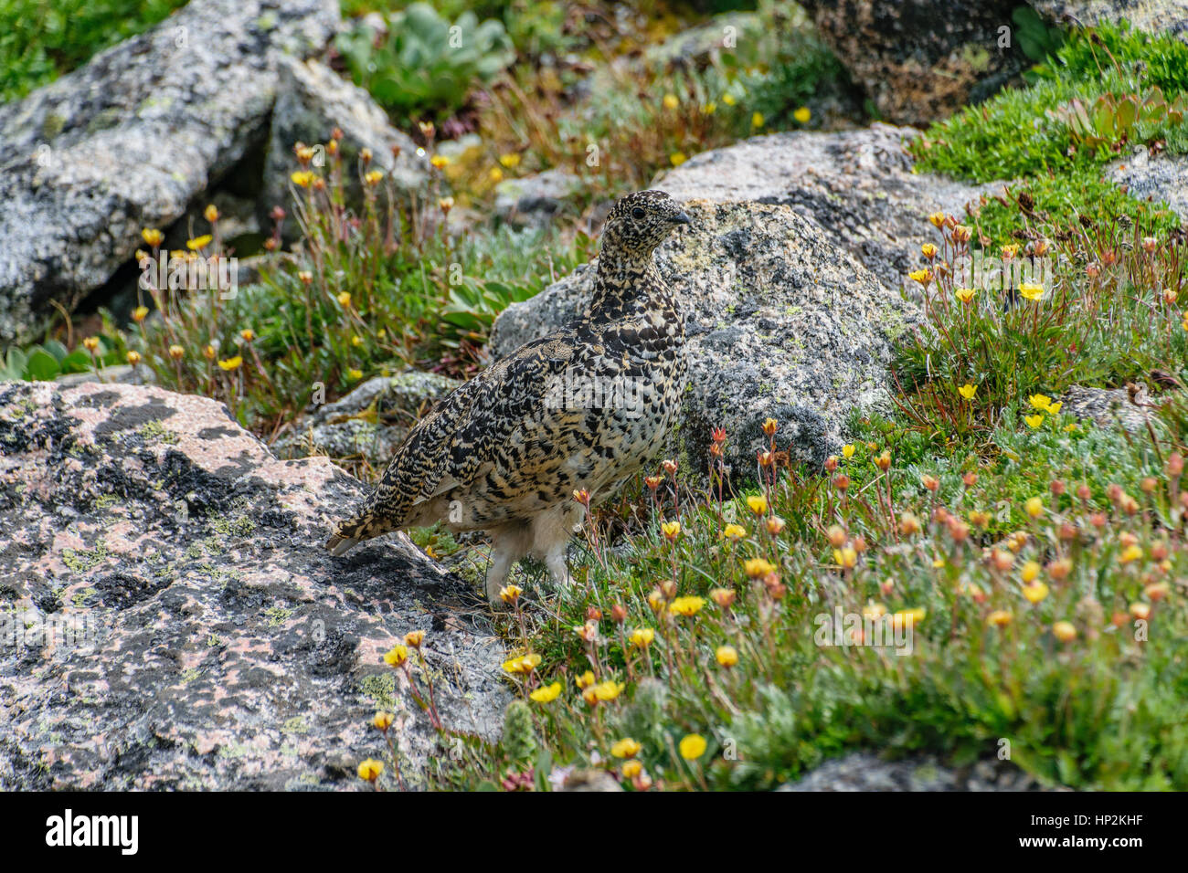 Eine White-tailed Ptarmigan Hiding in plain Sight im Sommer Gefieder Stockfoto