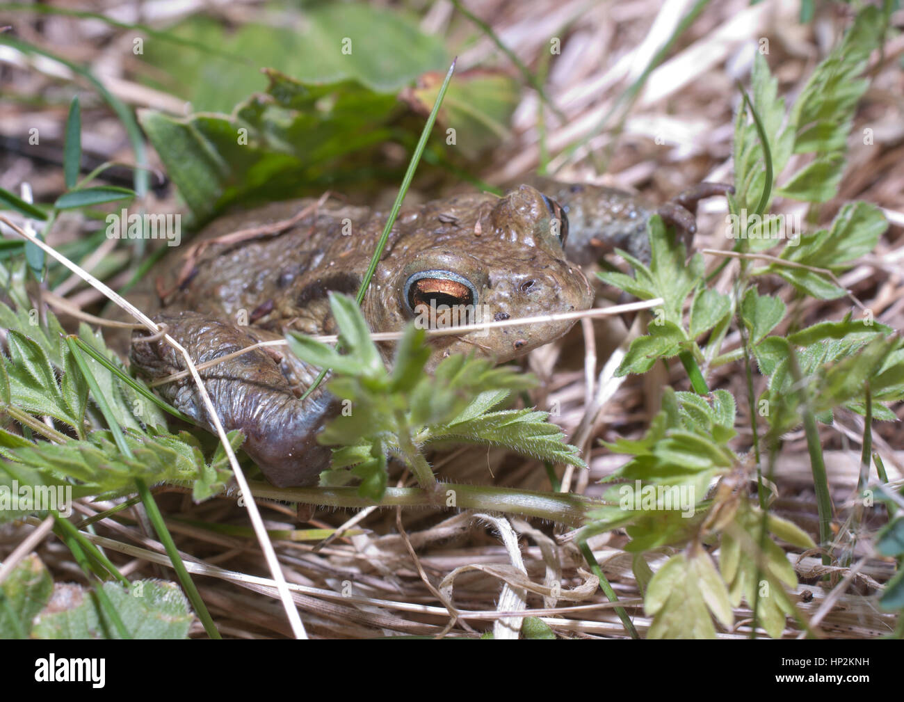 Frosch im hohen gras Fotos und Bildmaterial in hoher Auflösung Alamy