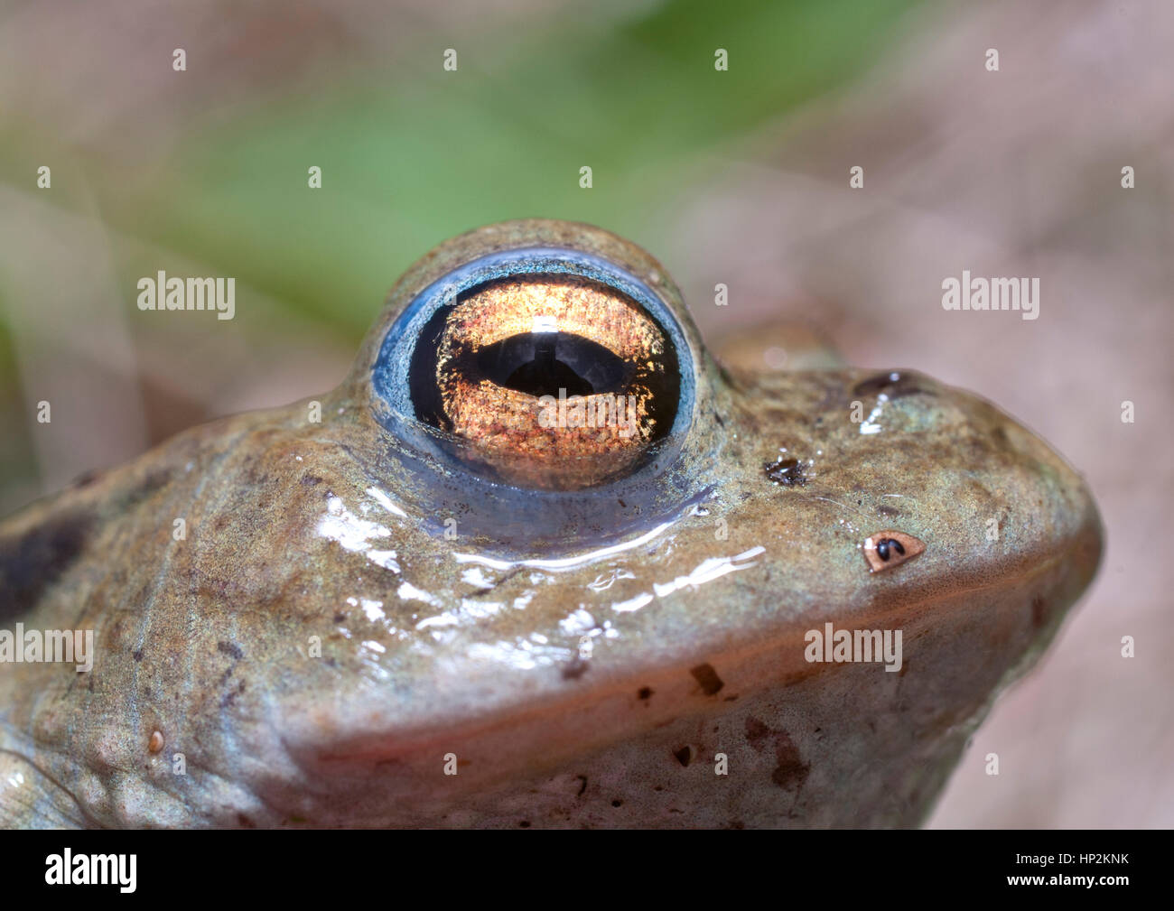 Von der kaulquappe bis zum frosch Fotos und Bildmaterial in hoher