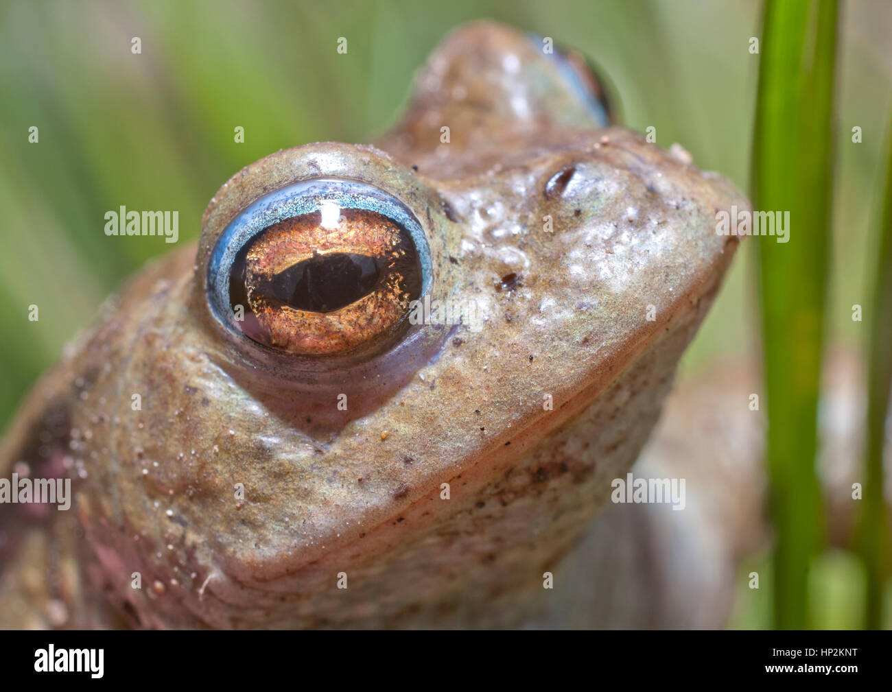 Warzen Lang Stockfotos und bilder Kaufen Seite 2 Alamy