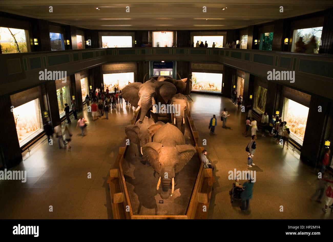 American Museum of Natural History, AMNH.Hall of african Säugetiere, New York City, USA Stockfoto