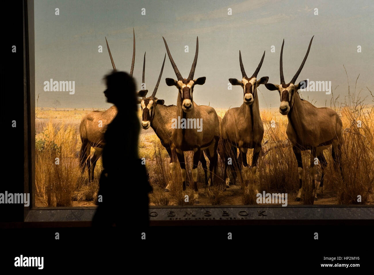 American Museum of Natural History, AMNH.Hall of african Säugetiere.African Gazelle, New York City, USA Stockfoto