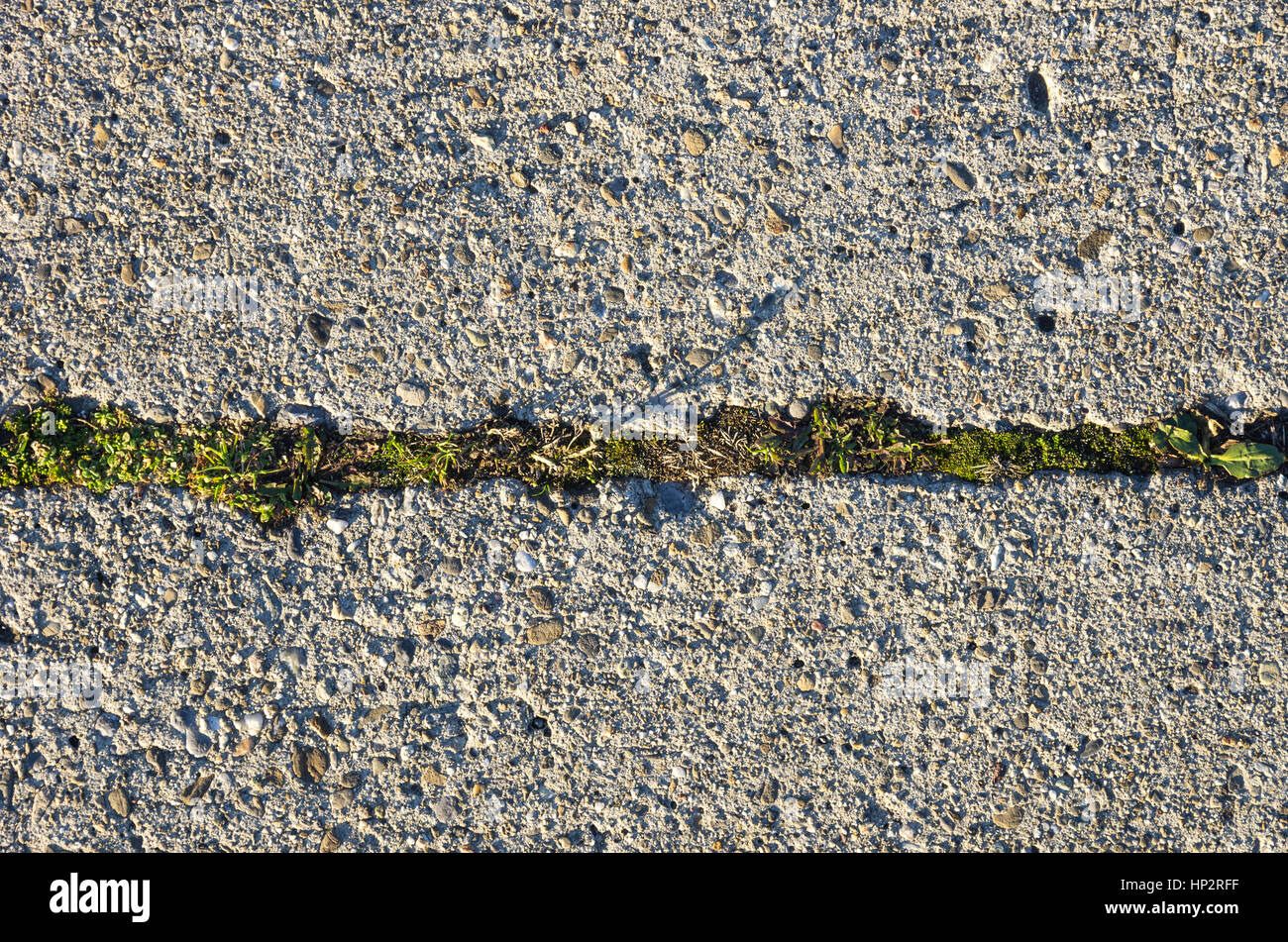 Eine Naht von Gras macht die Grenze zwischen zwei Betonplatten. Stockfoto
