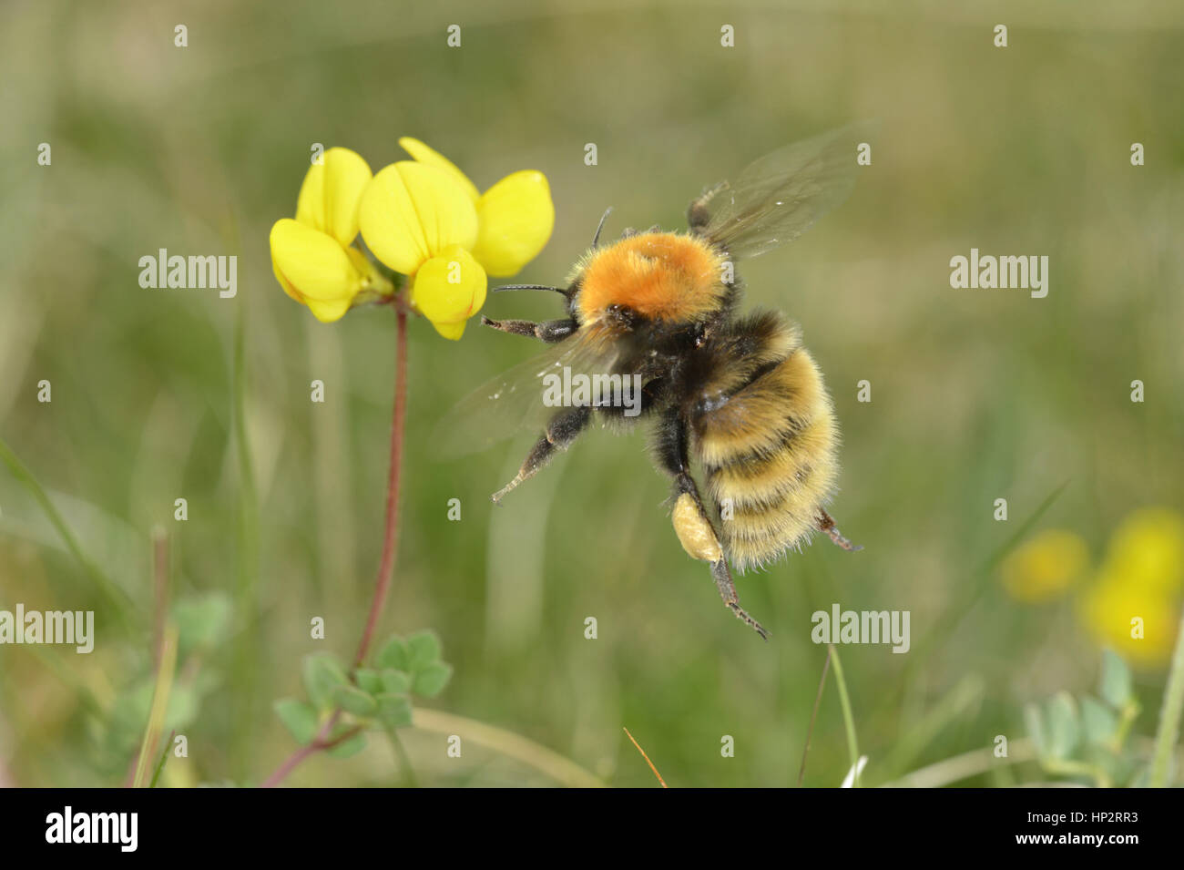 Große gelbe Bumblebee - Bombus distinguendus Stockfoto