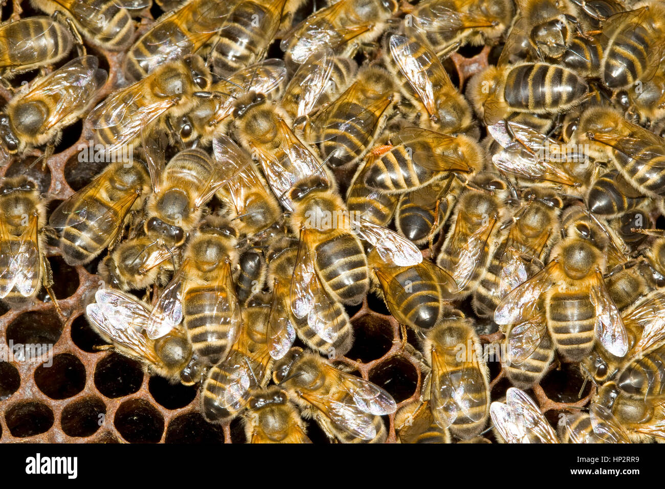 Honigbienen - Apis mellifera Stockfoto