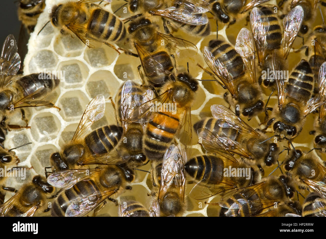 Honigbienen - Apis mellifera Stockfoto