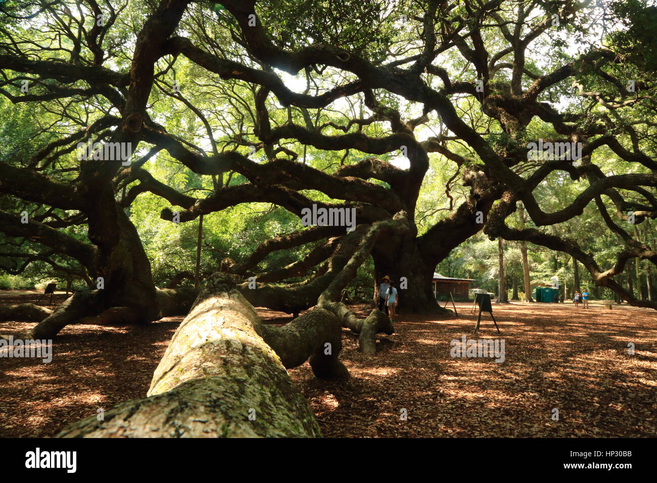 Historischen Angel Oak Tree auf James Island, South Carolina. Diese Live-Eiche hat enorme Niederlassungen und ist der älteste Baum östlich des Mississippi River Stockfoto