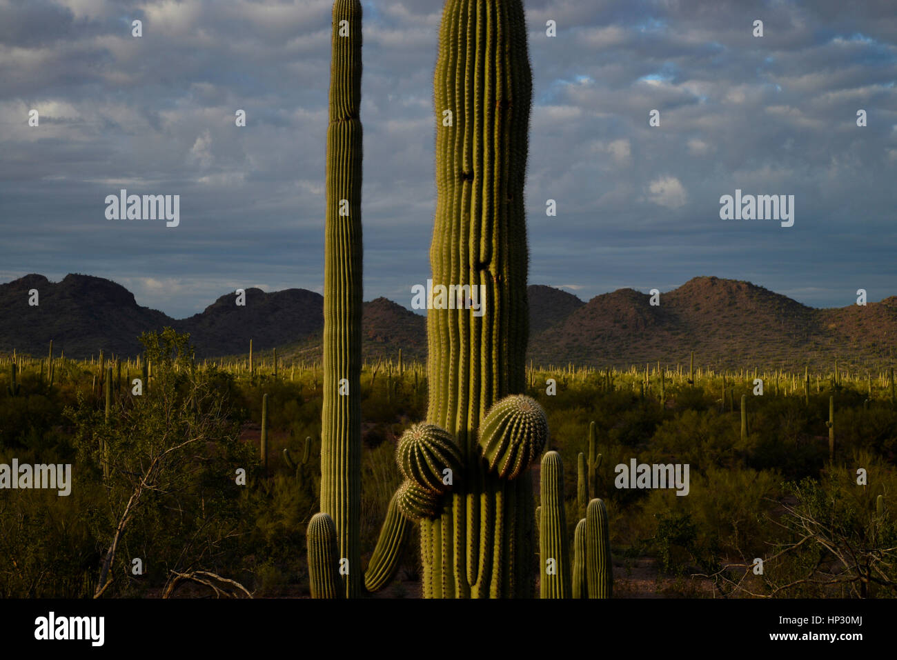 Saguaro-Kaktus bei Sonnenuntergang in der Sonora-Wüste, Ironwood Forest National Monument, Eloy, Arizona, USA. Stockfoto