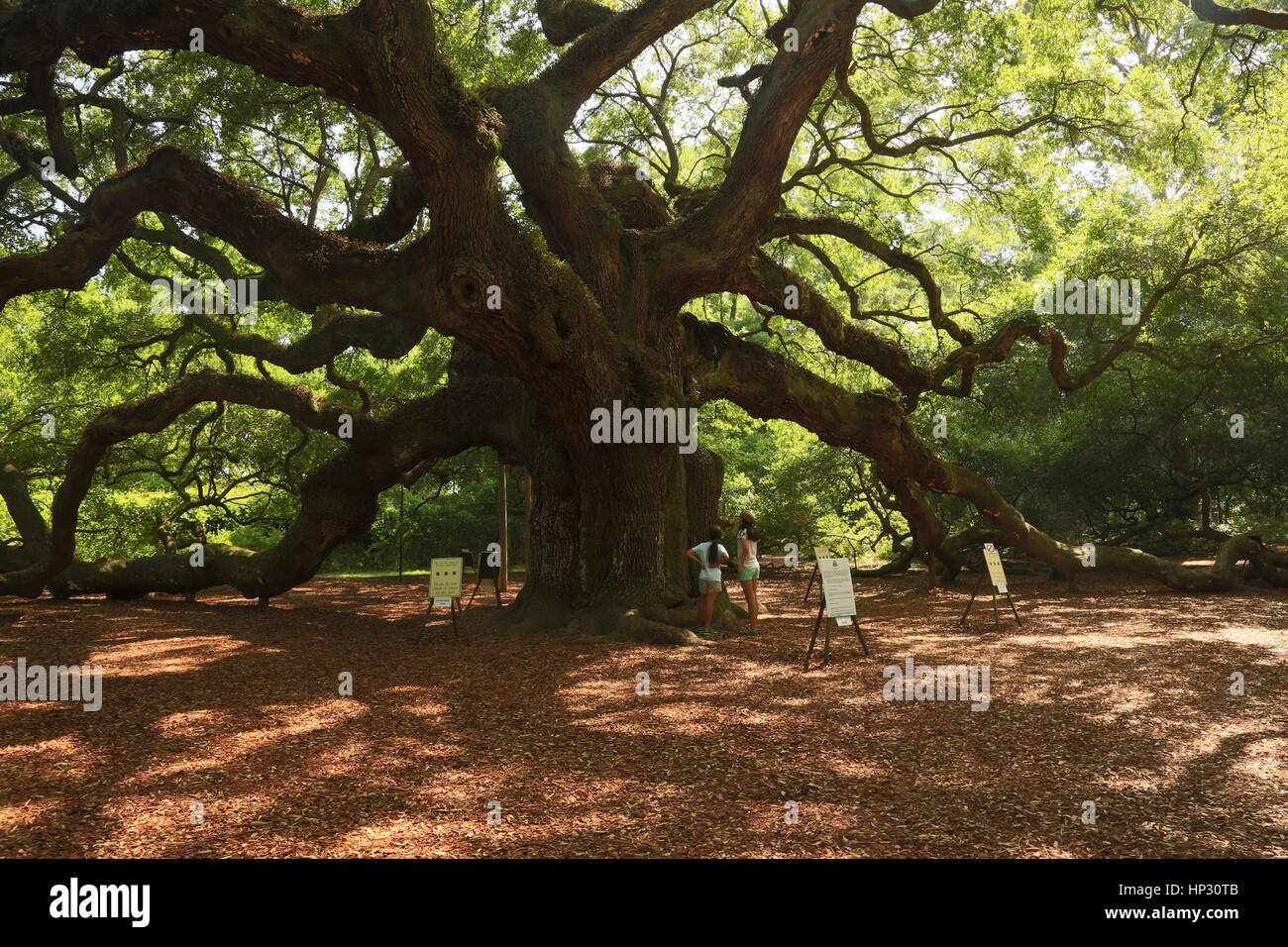 Historischen Angel Oak Tree auf James Island, South Carolina. Diese Live-Eiche hat enorme Niederlassungen und ist der älteste Baum östlich des Mississippi River Stockfoto