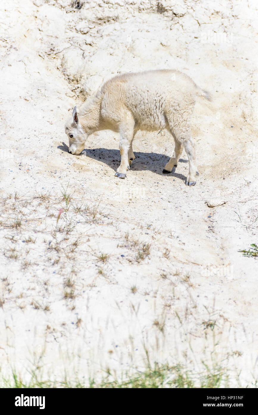 Bergziege-Kind im Salt Lick, Jasper Nationalpark, Alberta, Kanada Stockfoto