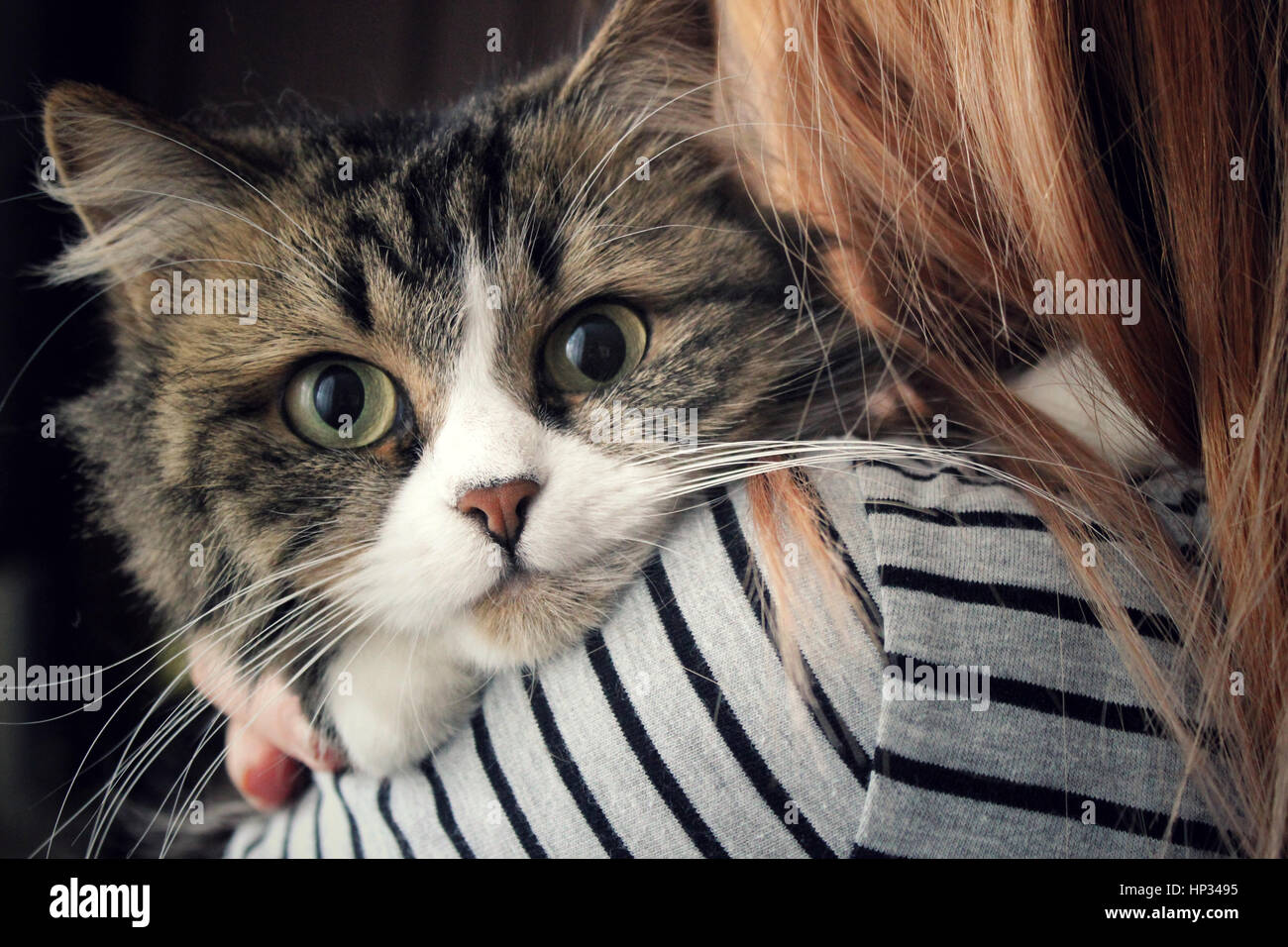 Katze mit großen Augen Stockfoto