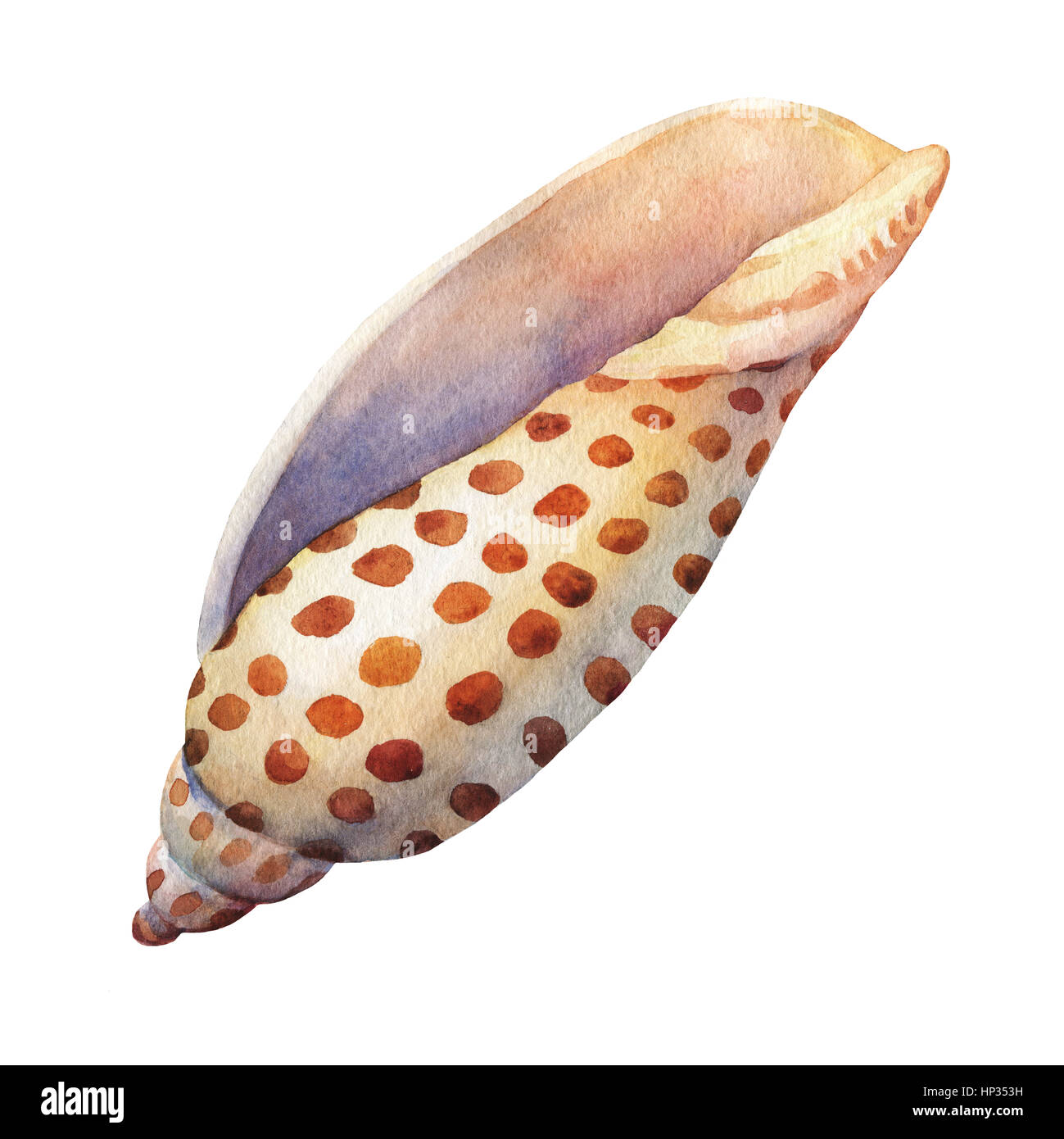 Objektmenge Unterwasserwelt - Illustrationen von verschiedenen tropischen Muscheln und Seesterne.  Handgezeichnete Aquarellmalerei auf braunem Hintergrund. Stockfoto