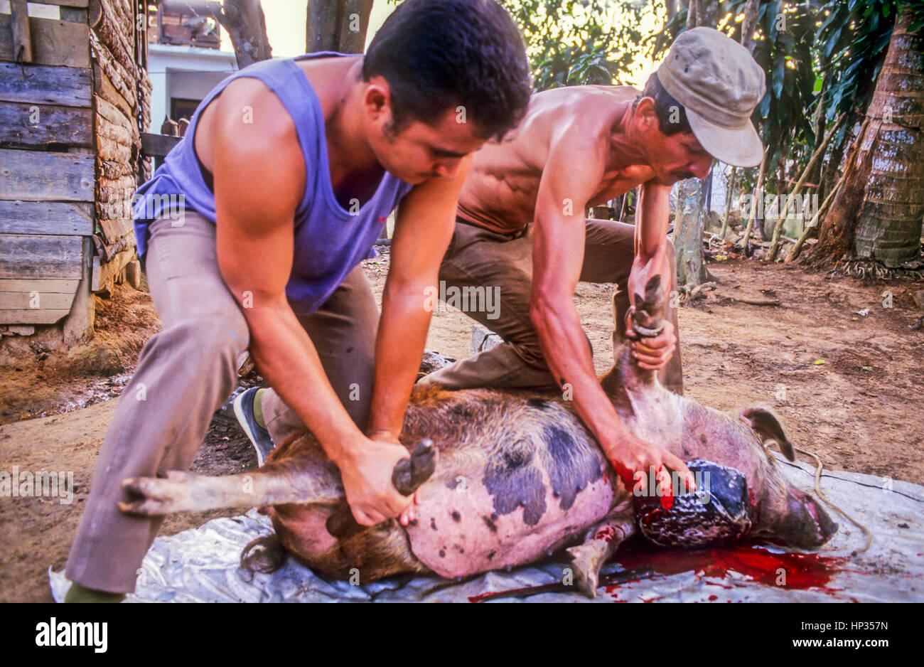 Schwein schlachten, Vinales, Provinz Pinar del Rio, Kuba. Stockfoto