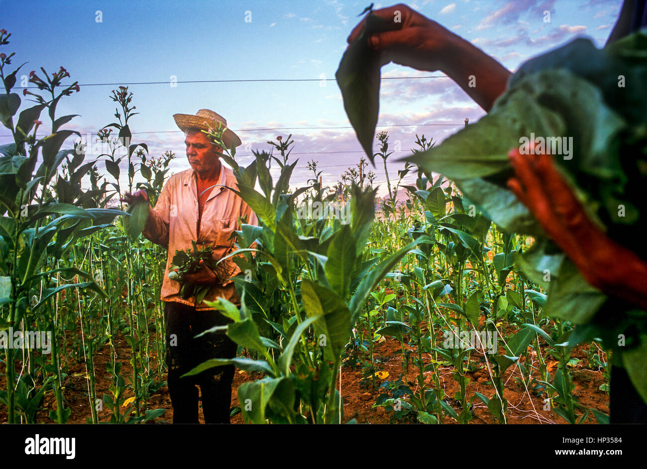 Mann, Arbeiter, Ernte, Tabakfelder, Varietät von Havanna 2000, in Vinales, Vinales Tal, Pinar del Rio Provinz, Kuba. Stockfoto