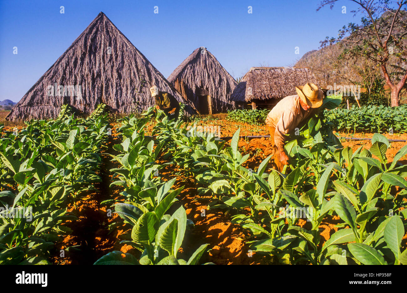 Mann, Arbeiter, Ernte, Tabakfelder, Varietät von Havanna 92, in Vinales, Vinales Tal, Pinar del Rio Provinz, Kuba. Stockfoto
