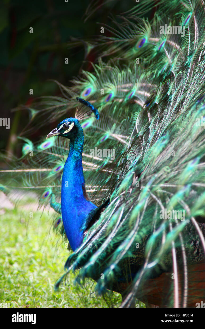 Pfau mit seinem Gefieder aufgefächert, zu Fuß entlang der Rasen, Roatan, Honduras, Mittelamerika. Stockfoto