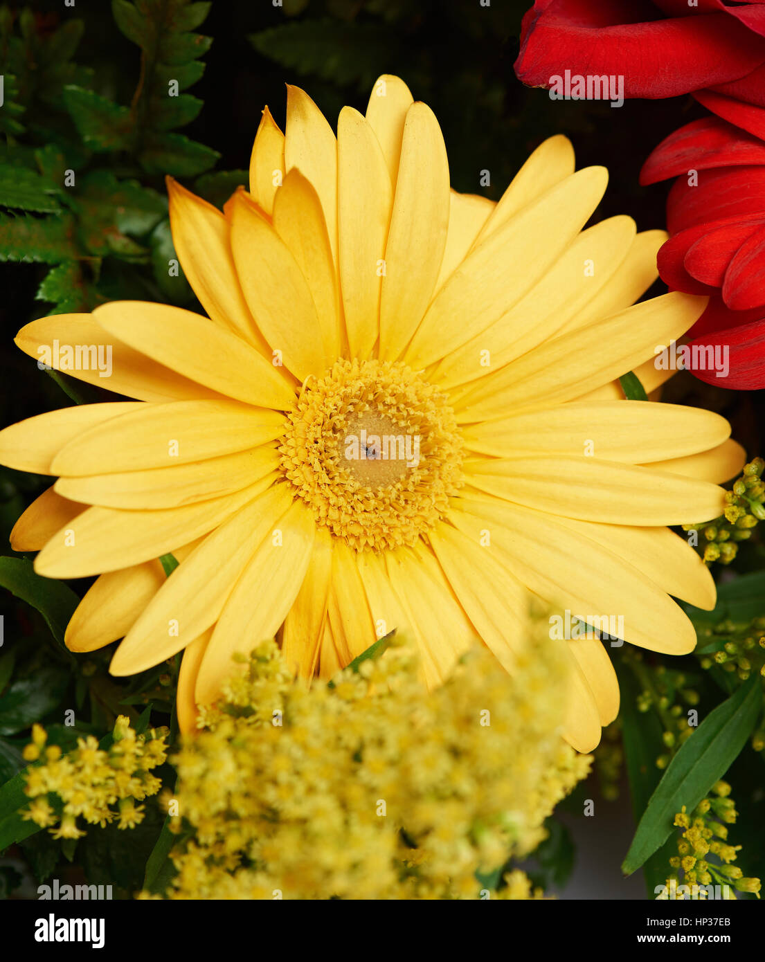 Eine lebendige gelb Blume Nahaufnahme im Busch Stockfoto