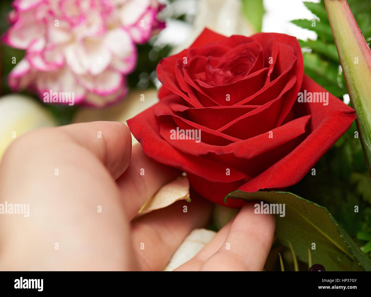 Hand mit roten erhob sich in der Nähe in grünen Busch Stockfoto