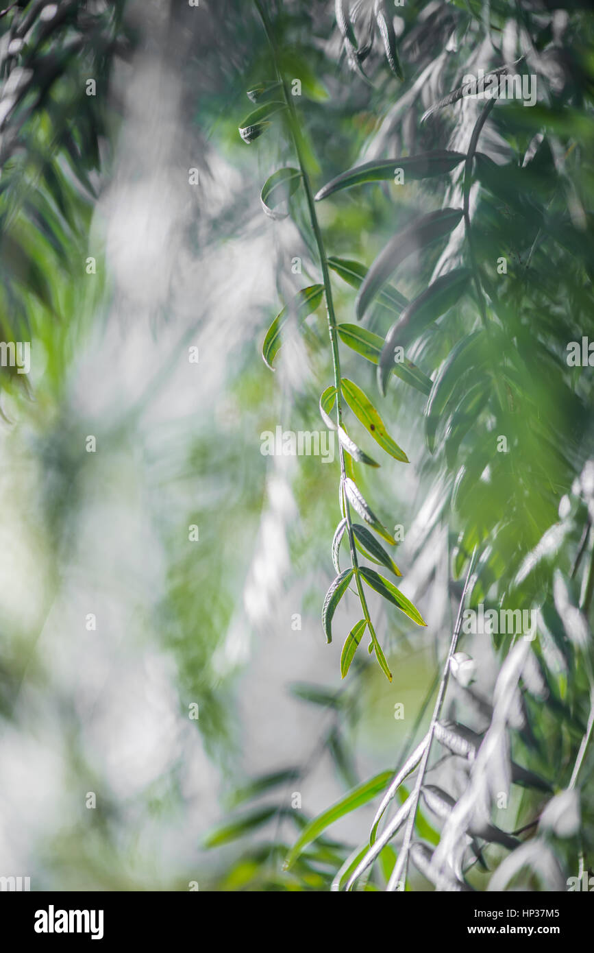 Licht und Aboundant grüne Blätter mit unscharfen Hintergrund Stockfoto