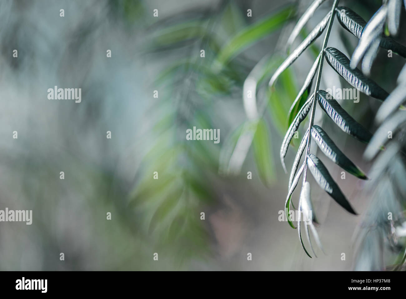 Licht und Aboundant grüne Blätter mit unscharfen Hintergrund Stockfoto