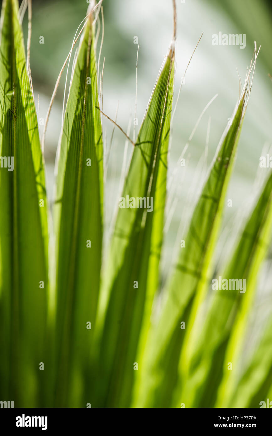 Spanischer Dolch Yucca von Makro-Ansicht Stockfoto