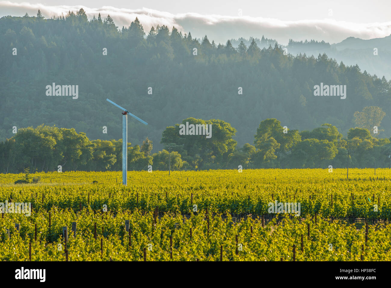 Windenergieanlage im Weinberg, Alternative Energie, Windkraft, Erneuerbare Energie, Umwelt Stockfoto