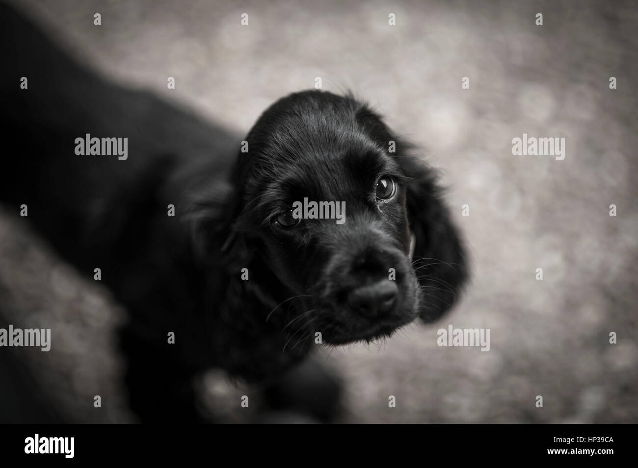 Schwarze Cocker-Spaniel Welpe Kopfschuss Stockfoto