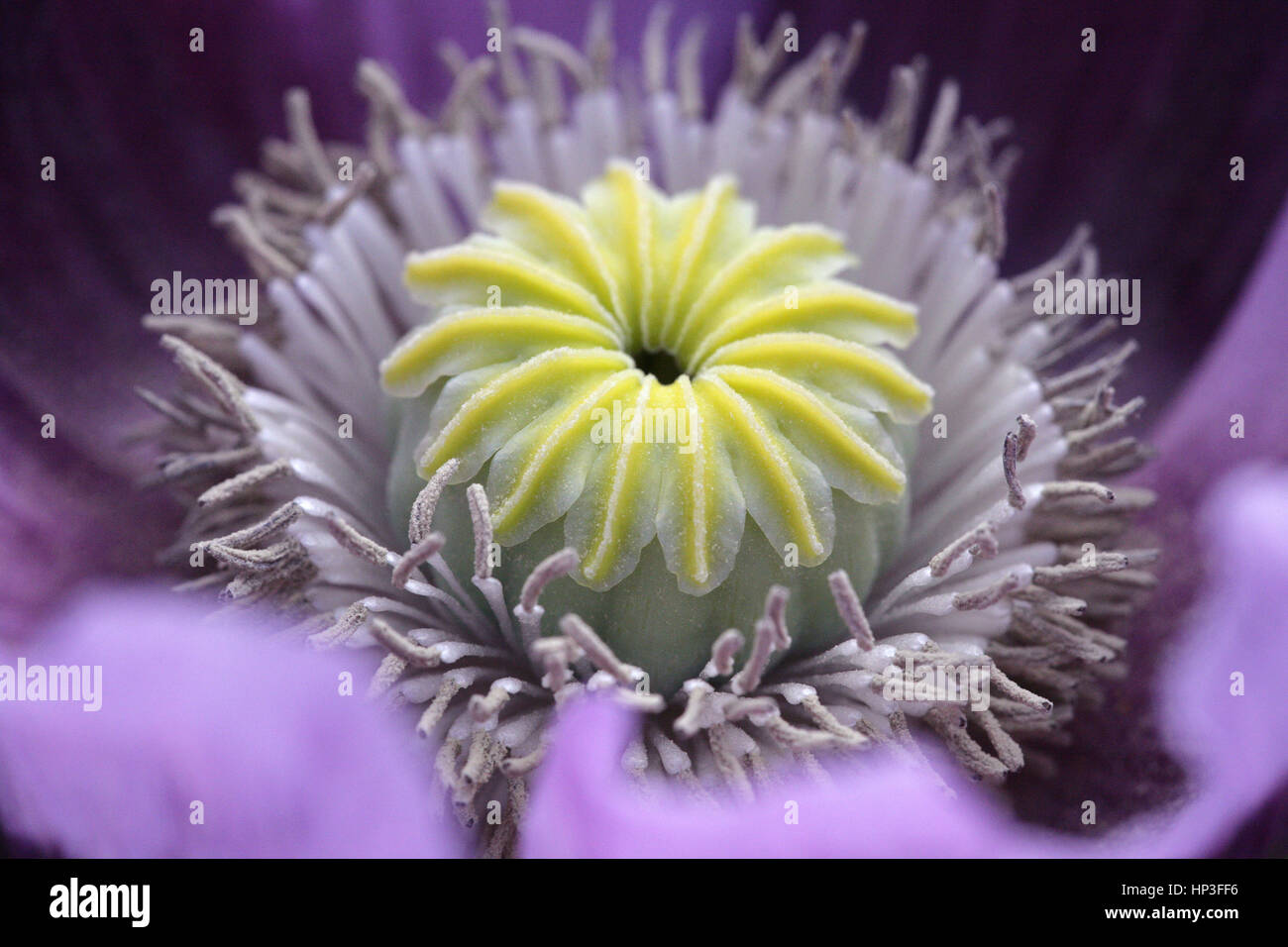 Mohnblume. Zentrum eines Opiummohn reich an Staubgefäßen. 'Gartengrundel.' Makrofoto – Nahaufnahme, Vollformat. Stockfoto