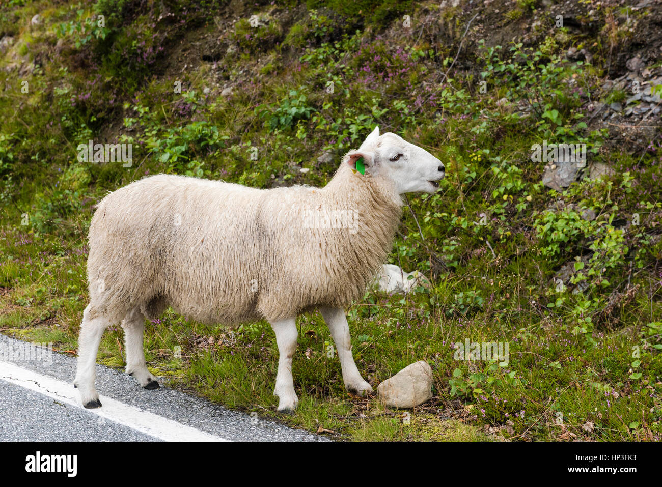 Ein Schaf auf dem losen neben der Straße in Norwegen. Stockfoto