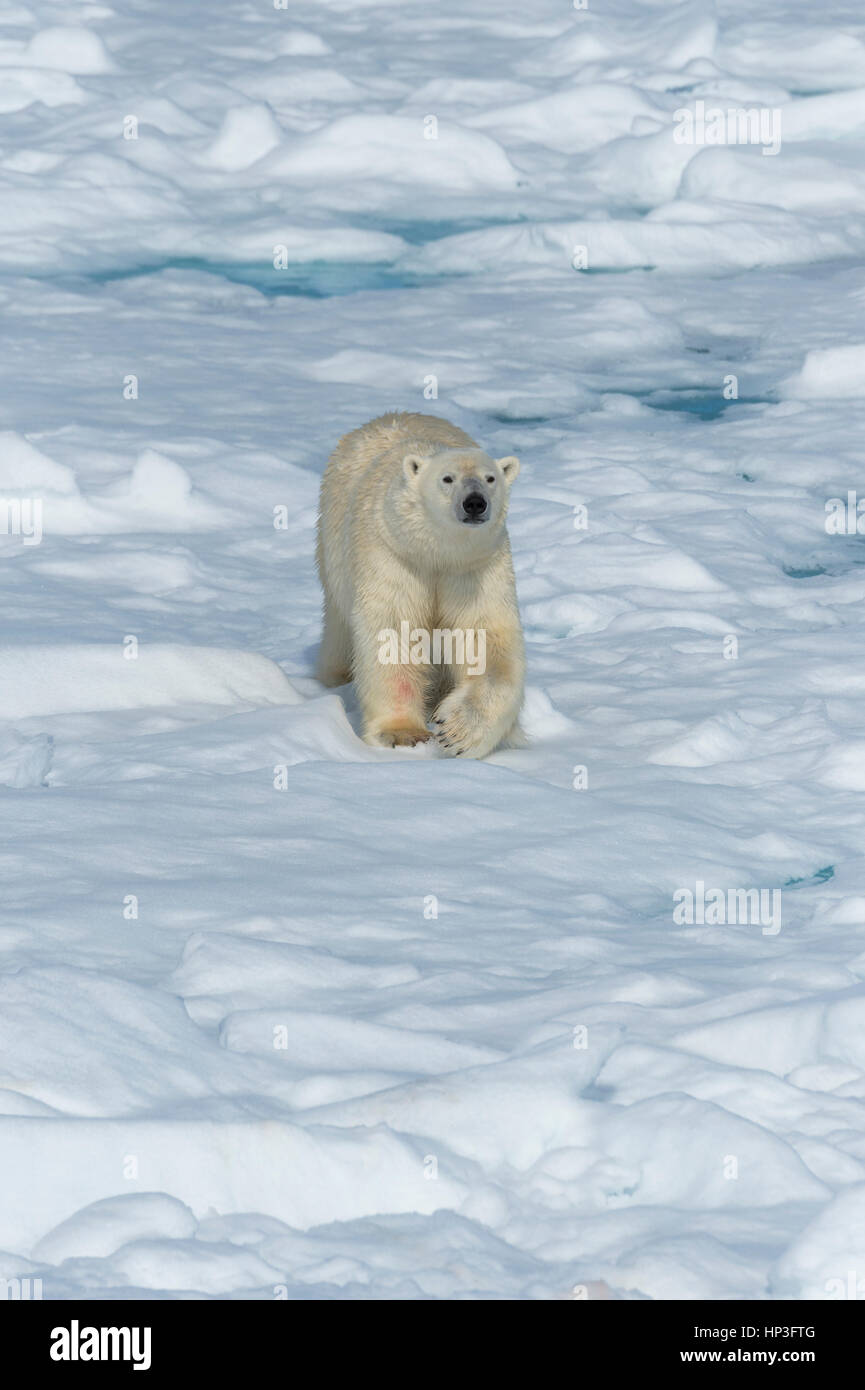 Männlichen Eisbären (Ursus Maritimus), zu Fuß über Packeis, Insel Spitzbergen, Svalbard-Archipel, Norwegen, Europa Stockfoto